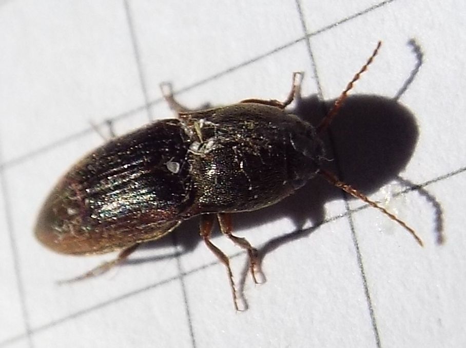 Elateridae:  Agriotes cfr. obscurus